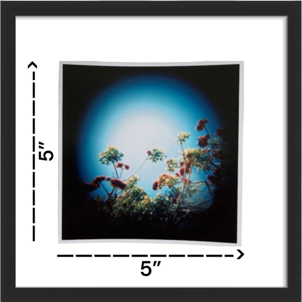 Wild Flowers Photography Original Professional Prints Gift Decor Wall Art - Picture 3 of 4